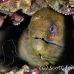 eel_moray_giant_nr_h_0705_png0994.jpg